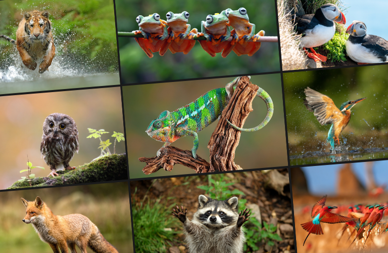 Enter the Wildlife Photography Contest 2026