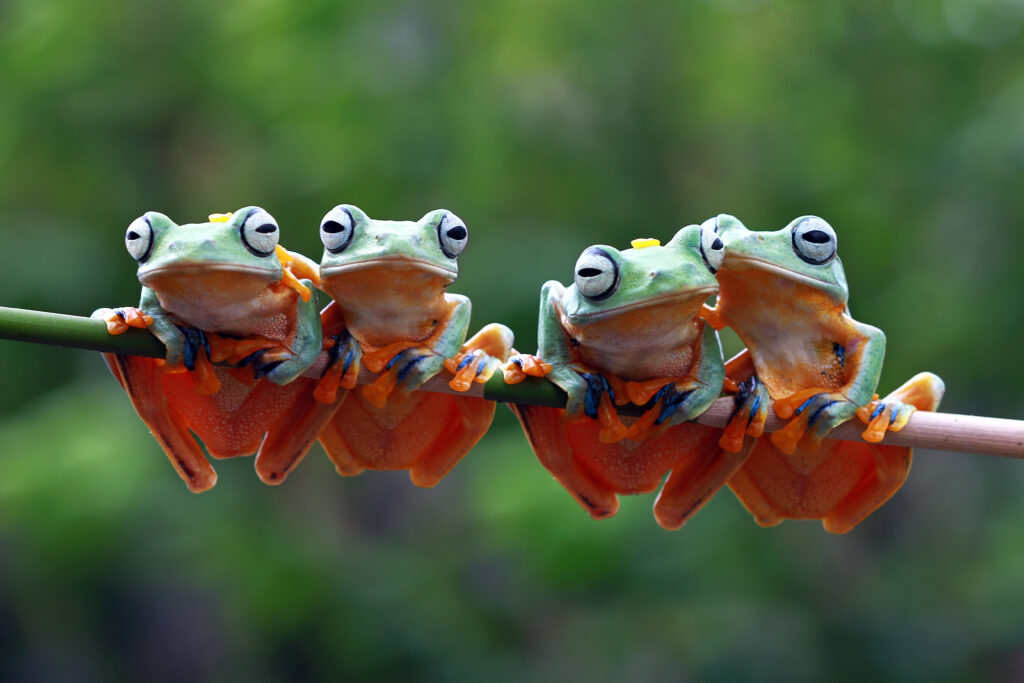 Enter the Wildlife Photography Contest 2026
