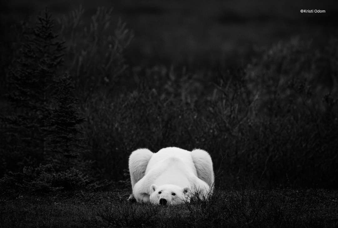 Learn Creative In-Camera Techniques at the Wildlife Photography Conference Live & Online