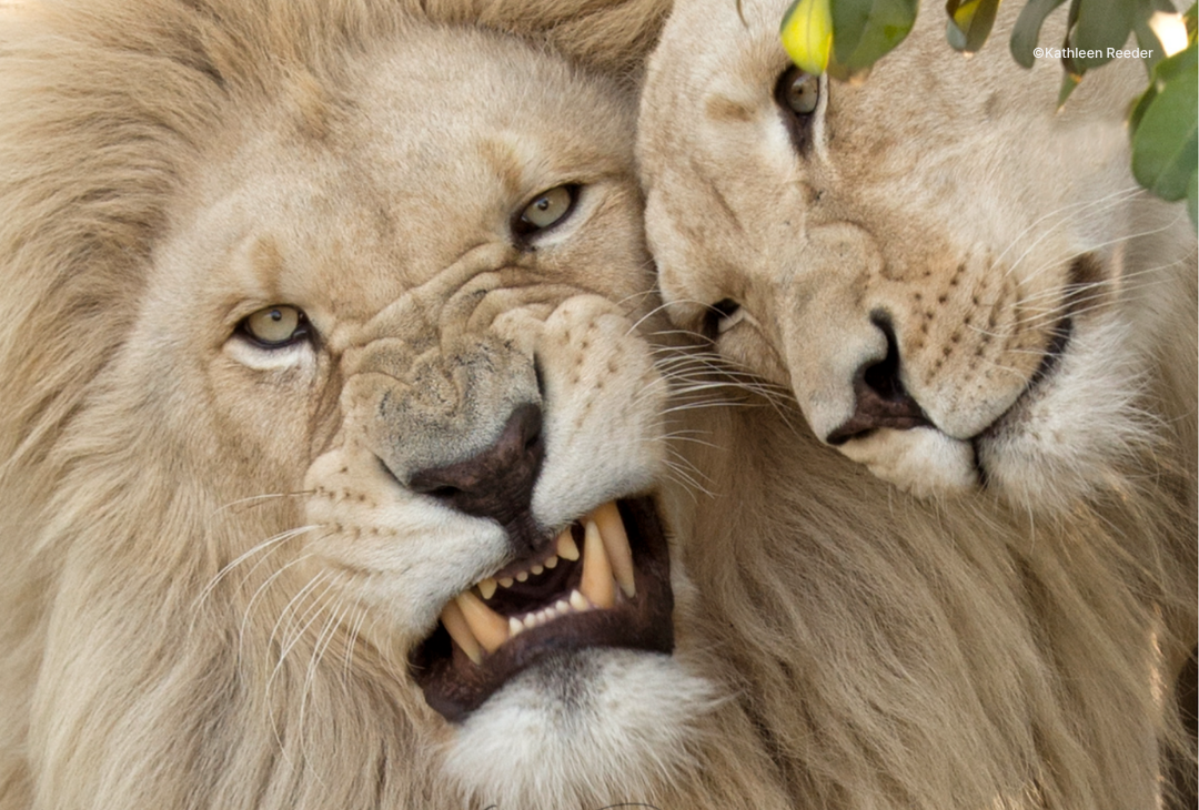 Learn how the pros edit for impact at the Wildlife Photography Conference Live & Online!