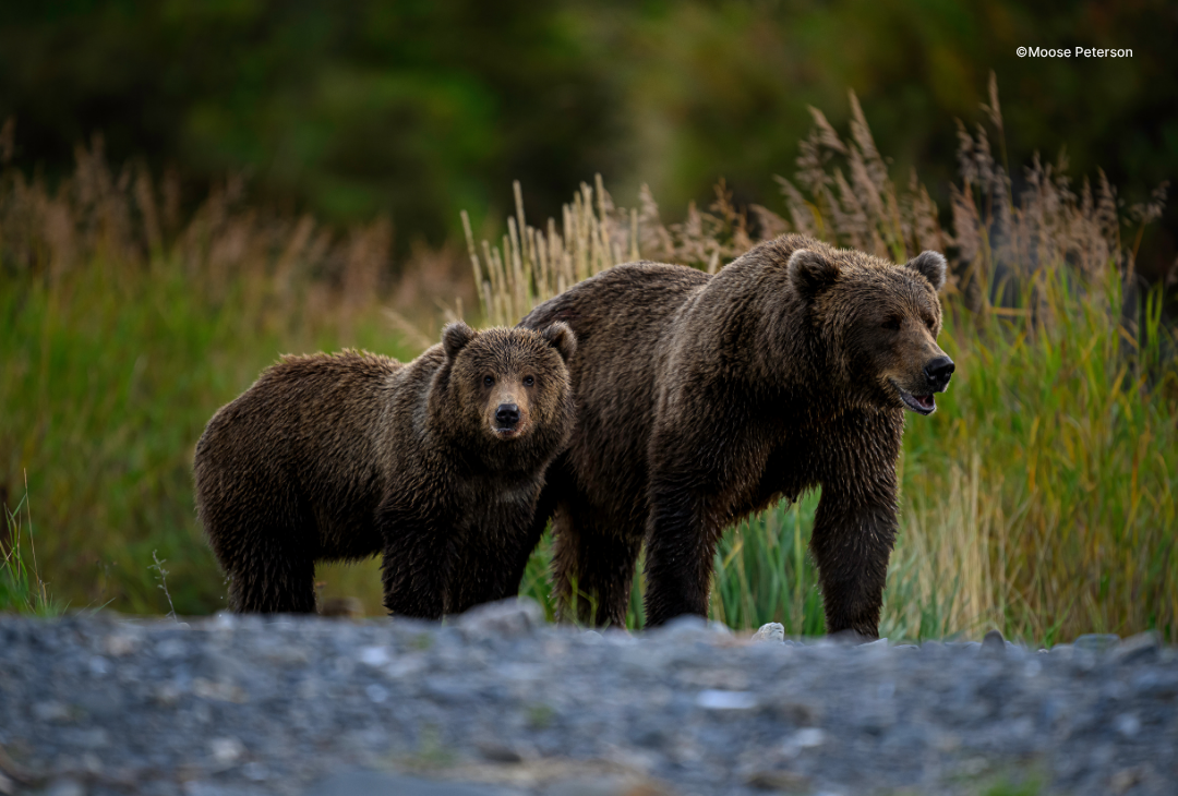 Learn how the pros read behavior before they ever raise the camera.