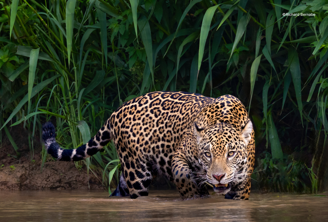 Learn all about Working With Big, Dangerous, or Just Plain Stubborn Subjects at the Wildlife Conference 2026